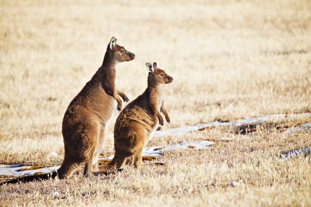 istock Kangaroos in the wild 1300720109