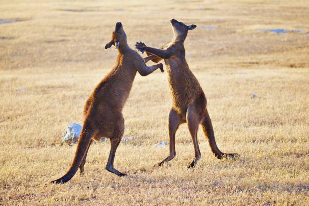istock Kangaroos in the wild 1300720151