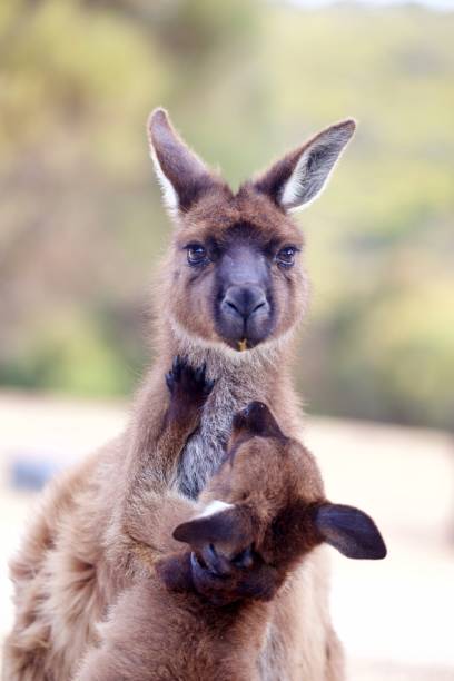istock Kangaroos in the wild 1300720193
