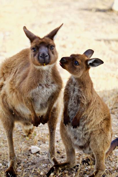 istock Kangaroos in the wild 1300720268