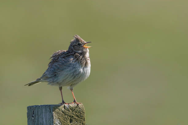 istock Eurasian Skylark, Alauda arvensis, singing from perch 1300720999