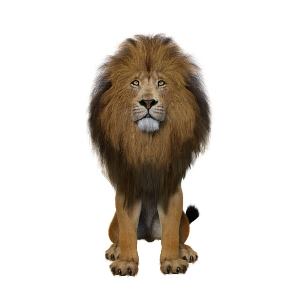 istock Lion sitting upright and looking straight at the camera. 1300722112