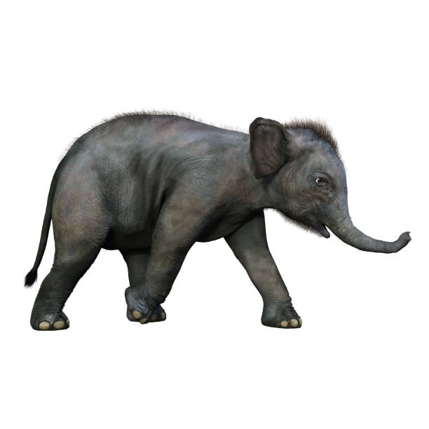 istock Indian Elephant baby walking to the side. 1300722146