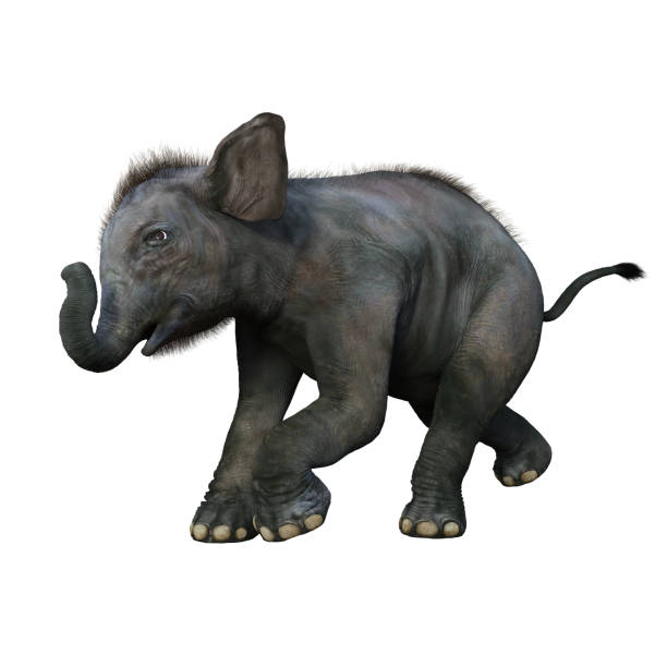 istock Baby Indian Elephant in playful pose. 1300722151