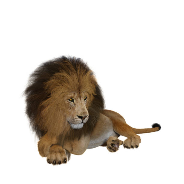 istock Lion lying down with legs crossed looking to the side. 1300722173