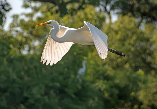 wielki egret w locie - white heron zdjęcia i obrazy z banku zdjęć