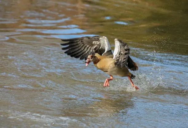 Egyptian goose running on water.