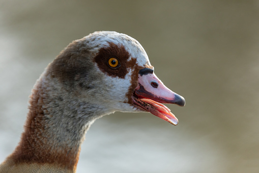 Portrait of an egyptian goose (Alopochen aegyptiaca).