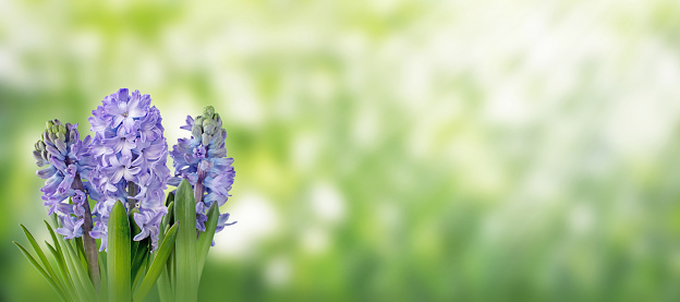 Purple hyacinth flowers on the spring blurred garden horizontal background