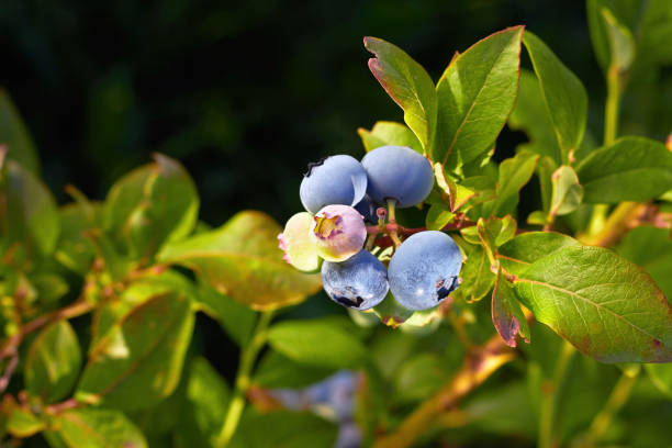 fresh organic blueberrys on the bush. vivid colors. fruit growing in a garden - medicine closed antioxidant close to imagens e fotografias de stock