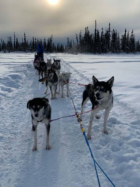 istock Dogsledding at Sunrise in Deep Snow 1300723405