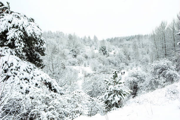 istock Snowy trees in the frosted forest scenery in winter 1300724064