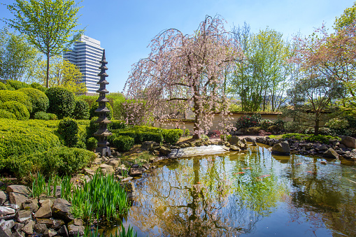 Idyllic scene  with Stone lantern and  cherry blossom ( sakura) and pond KOI carps  in Kaiserslautern japanese garden. Sperb sunny day in April 21