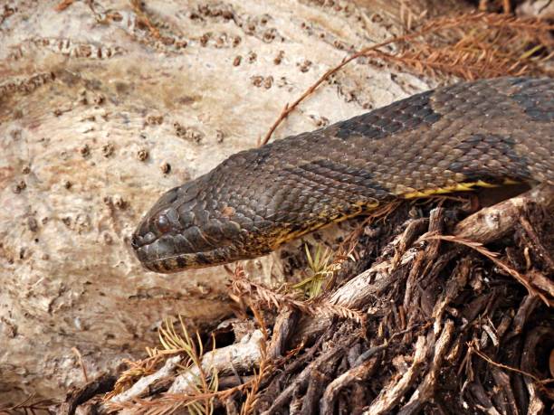 istock Florida Green Water Snake (Nerodia floridana) profile 1300725489
