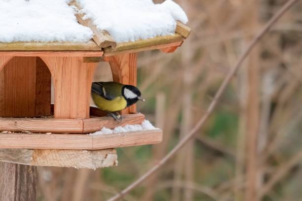 istock Great tit in the bird feeder 1300728278