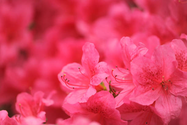 azalea blumen - azalea magenta flower red stock-fotos und bilder