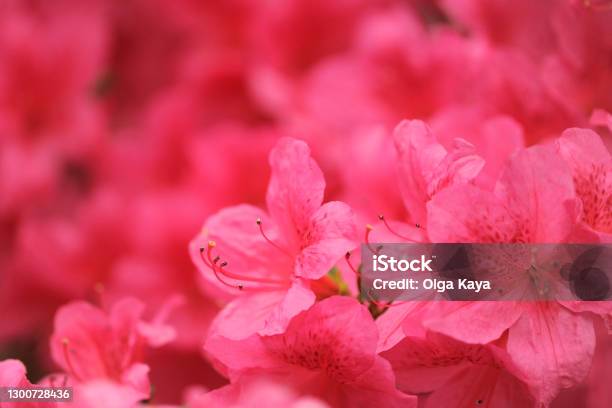 Azalea Flowers Stock Photo - Download Image Now - Azalea, Pink Color, Magenta