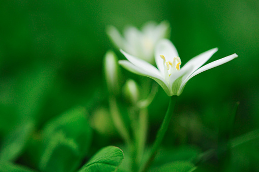 First tender primroses. Blooming delicate wild snowdrop close-up in forest in snow, selective focus. Spring background