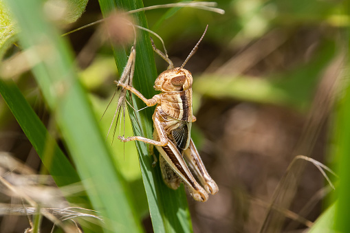 Immature grasshopper lacking wings