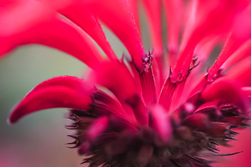 Extreme close up of salad burnet flower