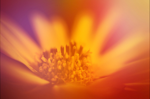 Macro top/side view from directly above of a single yellow/pink/purple peony flower head, with sharp details of pistils (stigma) and stamen (anther)