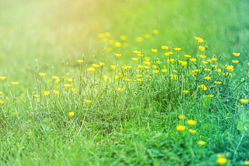 Yellow Coltsfoot flower in the middle with blurred green background detail small flower