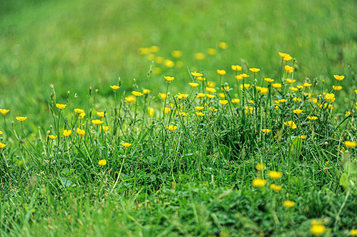 Field of buttercup flowers