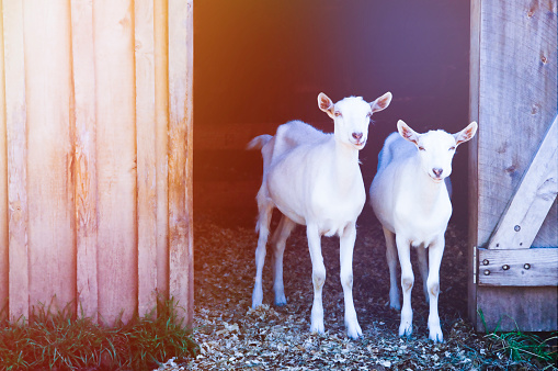 Two farm goats