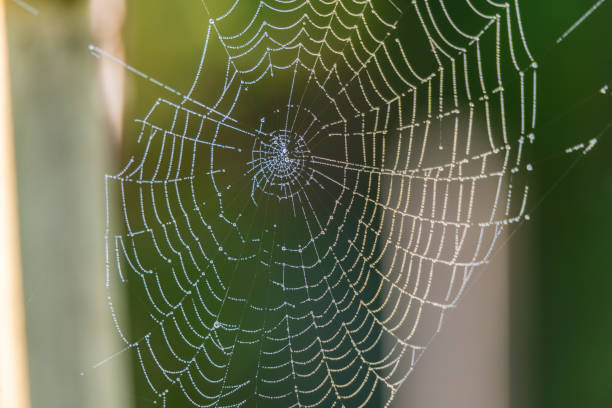 istock Spider web with water drops from the early morning dew 1300731189