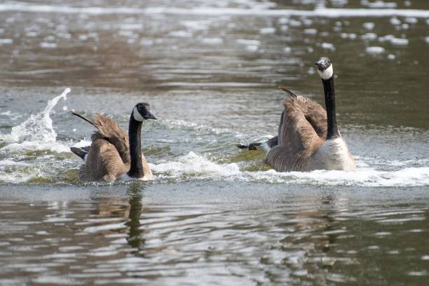 istock Canada geese pair swimming in pond 1300731451