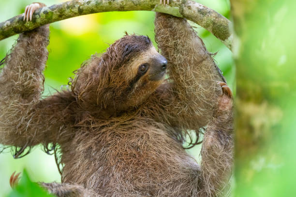 istock Juvenile 3-Toed Male Sloth 1300731483