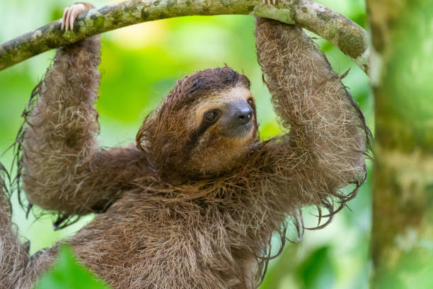 istock Juvenile 3-Toed Male Sloth 1300731485