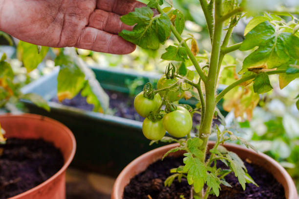 istock old farmer shows tomatoes in the hands 1300733088