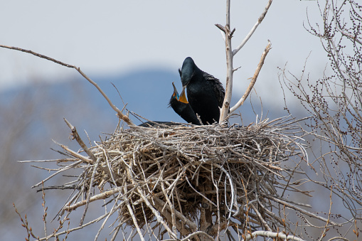 Cormorant standing in nest with mountain in background