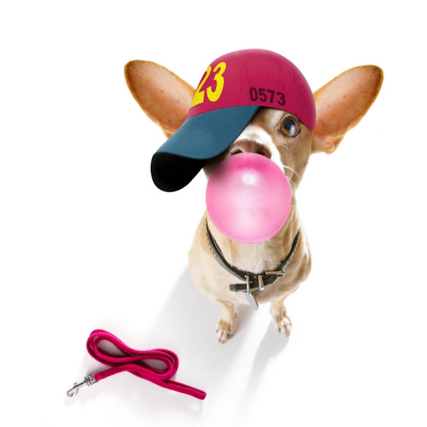 istock cool baseball cap urban dog 1300736188