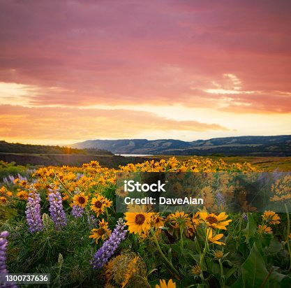istock Columbia River Gorge Wildflowers Balsamroot. 1300737636