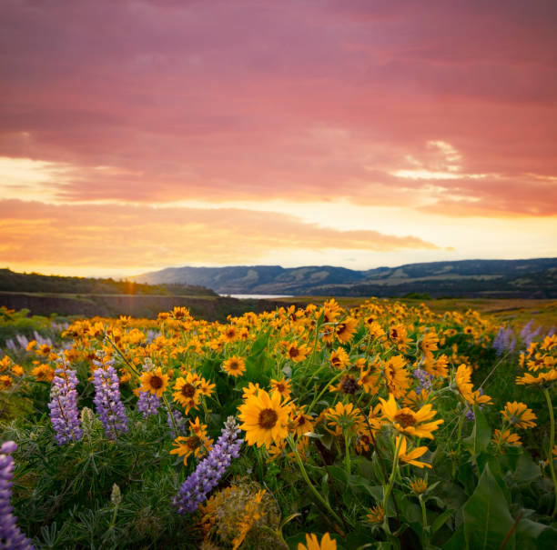 Columbia River Gorge Wildflowers Balsamroot. Balsamroot and lupine wildflowers at sunset in the Columbia River Gorge, Oregon. spring flowing water stock pictures, royalty-free photos & images