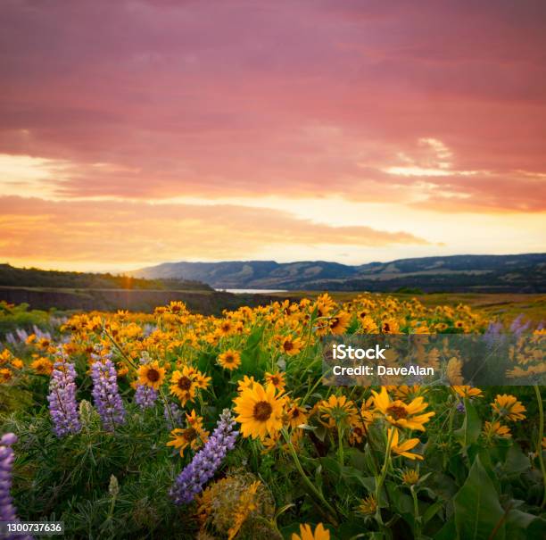Columbia River Gorge Wildflowers Balsamroot Stock Photo - Download Image Now - Springtime, Flower, Landscape - Scenery