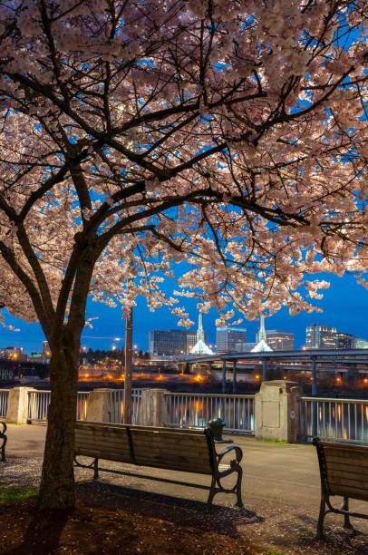 portland cherry blossom waterfront. - portland oregon oregon waterfront city imagens e fotografias de stock