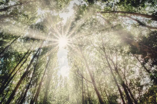 veiled image of the sun filtering through the branches of some tall trees in a forest, horizontal