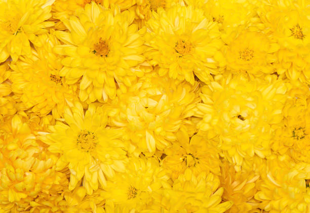 istock Yellow daisy flower background pattern. Yellow chrysanthemums flower background pattern. 1300740572