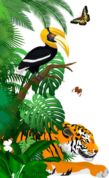 illustrazioni stock, clip art, cartoni animati e icone di tendenza di illustrazione del bordo verticale del fogliame della foresta pluviale della giungla vettoriale con tigre, grande bucero e farfalle - safari animals asia palm tree animals in the wild
