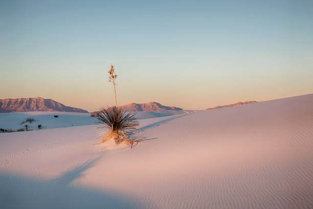 adamsnadel im white sands nationalpark - desert new mexico sand white sands national monument stock-fotos und bilder