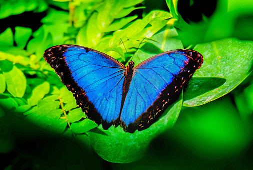 Mariposa morfo azul photo