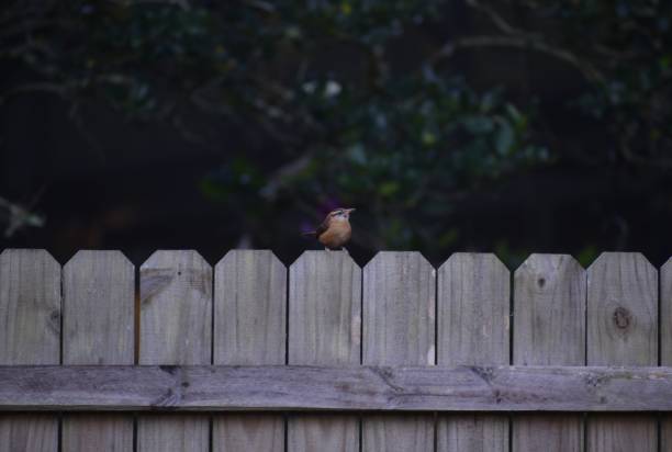 istock Closeup Male Carolina Wren 1300743038
