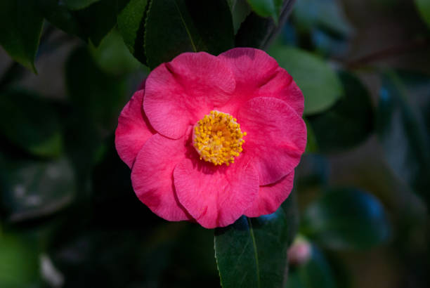 istock Camellia Japonica - Ashiya camelia single flower on a tree 1300743149