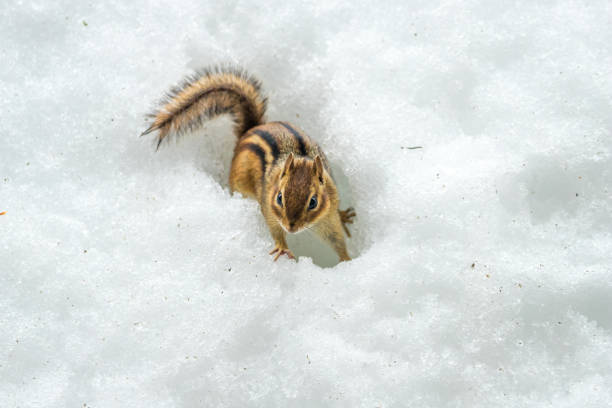 Photo of chipmunk in snow