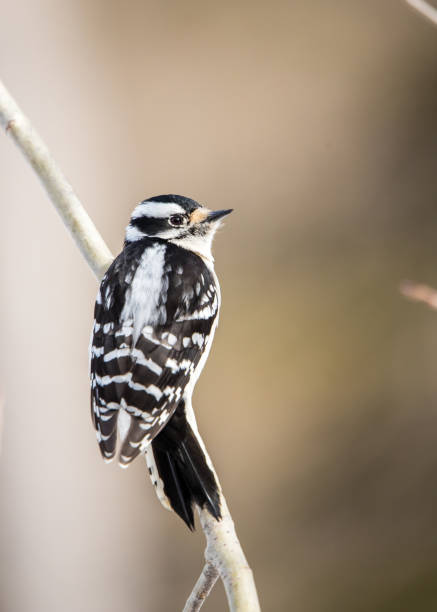 pájaro carpintero peludo macho - picoides villosus fotografías e imágenes de stock