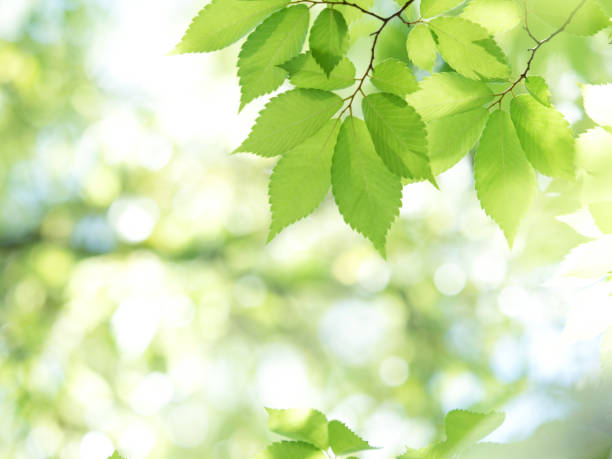 istock Fresh green zelkova leaves 1300743797