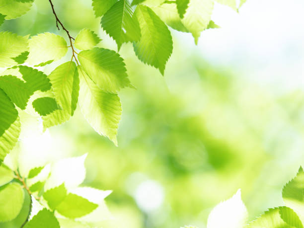 istock Fresh green zelkova leaves 1300743805
